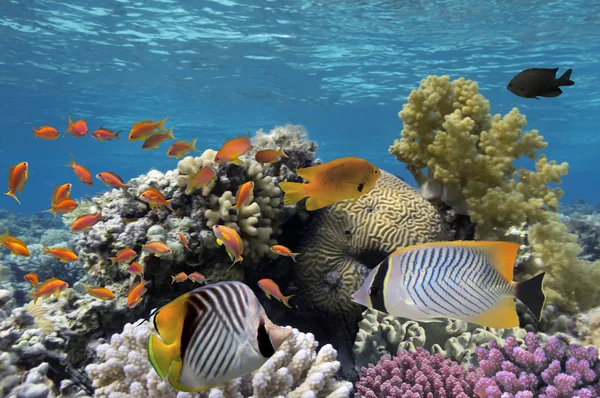 Peixes tropicais e corais duros no Mar Vermelho, Egito — Fotografia de Stock