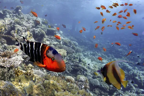 サンゴと海の赤魚。エジプト — ストック写真