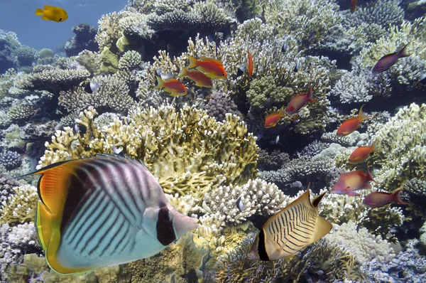 Peces tropicales en el arrecife de coral en el Mar Rojo — Foto de Stock