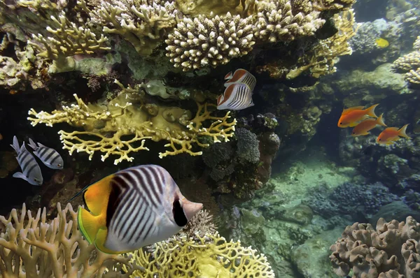 Underwater shoot of vivid coral reef with a fishes — Stock Photo, Image