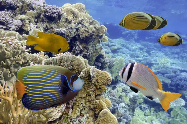 Podvodní střílet ostré korálový útes s ryby — Stock fotografie