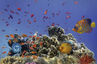 Mercan Red Sea'deki/daki ropical balık.