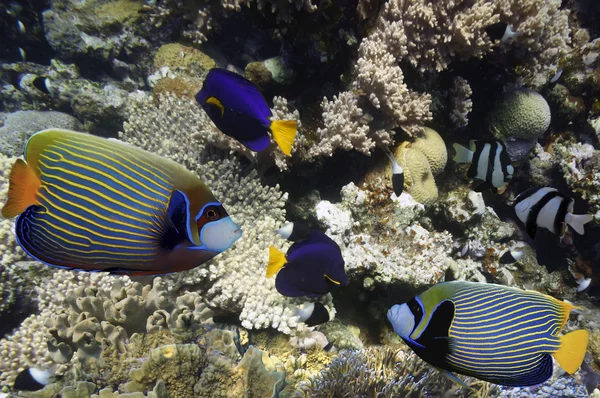 Pesci tropicali e coralli duri nel Mar Rosso, Egitto — Foto Stock