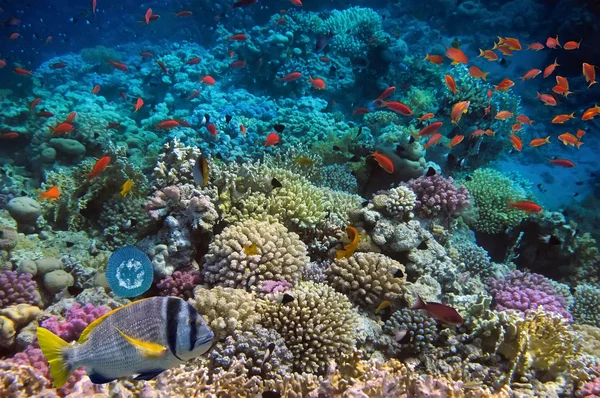 Κοραλλιών και των ψαριών στην Ερυθρά θάλασσα. Αίγυπτος — Φωτογραφία Αρχείου