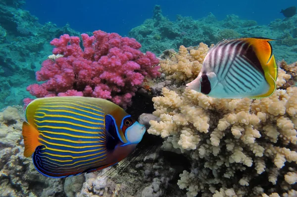 Un colorato pesce angelo imperatore — Foto Stock