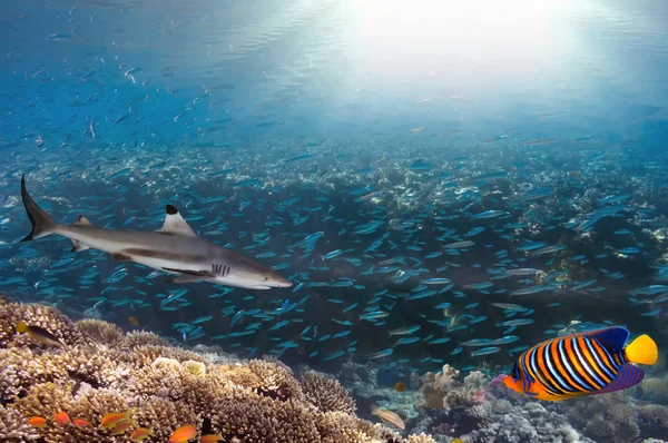 Laut atau laut karang bawah air karang — Stok Foto