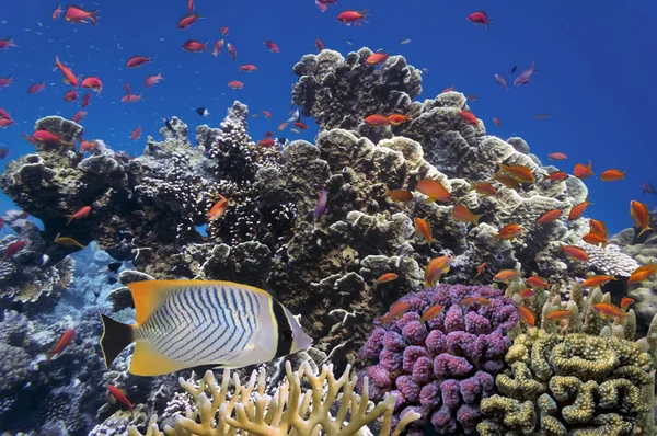 Peces tropicales y corales duros en el Mar Rojo — Foto de Stock