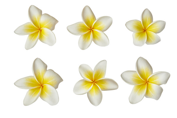 белые цветы франджипани
