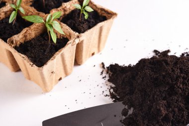 toprak, kürek ve turba tencere fide