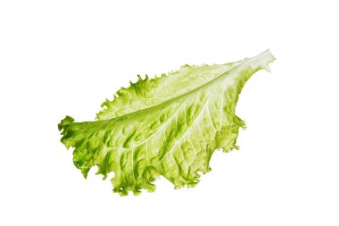 taze marul yaprağı