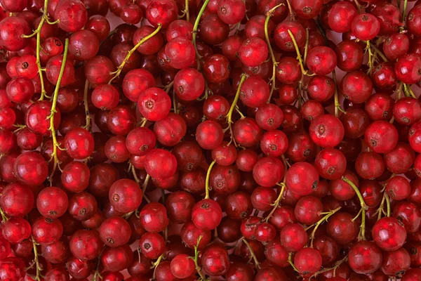 Grosella roja fresca — Foto de Stock
