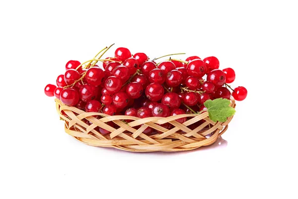 Currant merah segar — Stok Foto