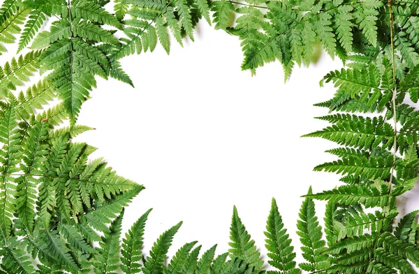 Frame of fern — Stock Photo, Image