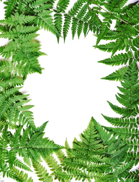 Frame of fern — Stock Photo, Image