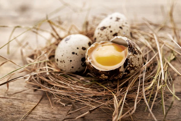 鹌鹑蛋在干草巢 — 图库照片