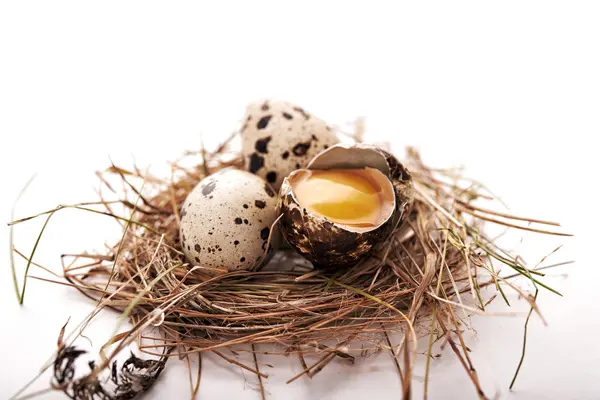 Αυγά ορτυκιού στη φωλιά — Φωτογραφία Αρχείου