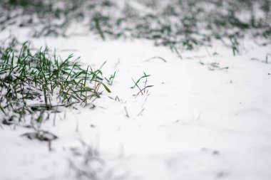 İlk kar kış buğdayını kapladı. Kış buğdayının tohumları. Yeşil çimen.