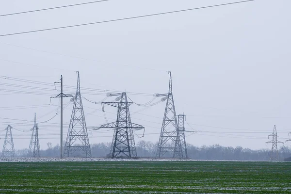 a field of winter wheat. in the background, high-voltage power lines.