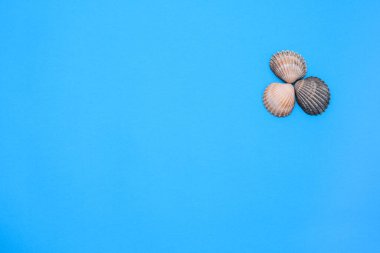 Mavi arka planda üç deniz kabuğu. kopyalama alanı. Düzen