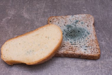 Kalitesiz ekmek çabucak küflendi. Tehlikeli mantarlar ekmekte yetişir.