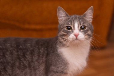 Kedi başını çevirdi ve kameraya bakıyor.. 