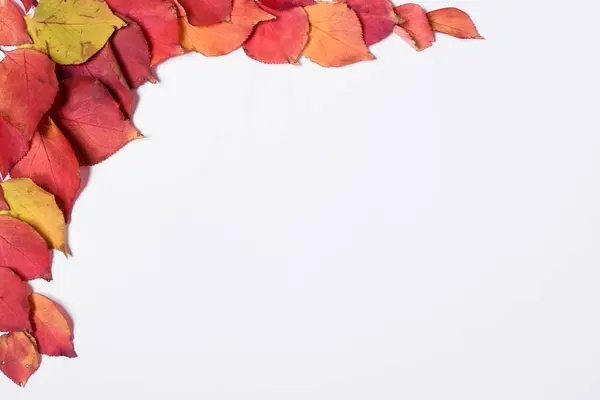 Höst ram av röda och gula blad på en vit bakgrund. Håna upp, Flat låg — Stockfoto