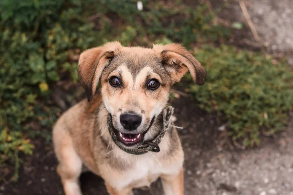 Eski tasmalı köpek yavrusu. Hayvanlara zulüm. 