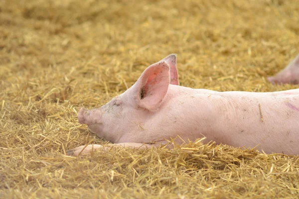 pig is sleeping on dry straw on a farm.