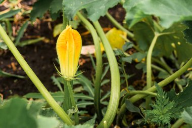 Bahçede kabak sarısı bir çiçek