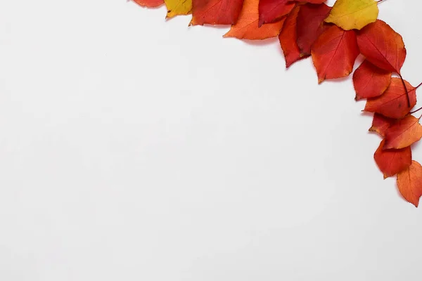 Otoño hojas vista superior. diseño de otoño sobre un fondo blanco. espacio de copia. burla para arriba —  Fotos de Stock