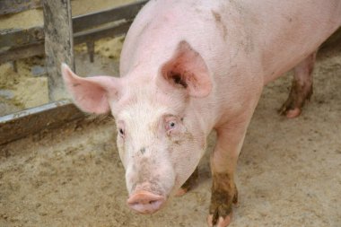  Çiftlikteki büyük domuz..