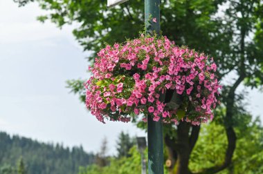 Pink flowers bloom on a hanging basket attached to a lamppost, with lush green trees and cloudy sky in the background. Bright pink flowers are seen hanging from a street lamp in a scenic park,