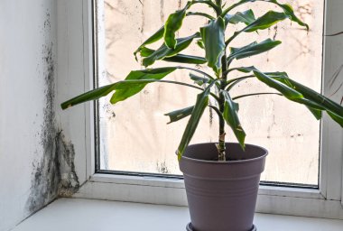 mold in window corner, dracaena plant and flower on sill. Mold problem in apartment, indoor air quality and fungus concept. Mold growth on plastic window frame with houseplants nearby. 