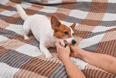 Jack Russell Terrier köpeği metresiyle oynuyor ve evde ellerini ısırıyor.