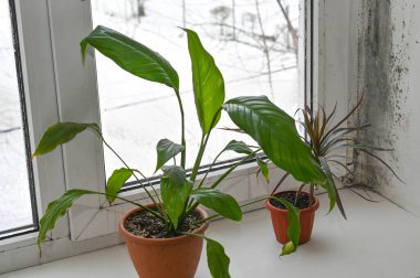 Küflü pencerenin yakınındaki spathiphyllum ve dracaena yakın çekim aşırı nem ve yoğunluk gösteriyor. Islak cam ve bitkiler ev rutubetini ve kötü hava dolaşımını simgeliyor..