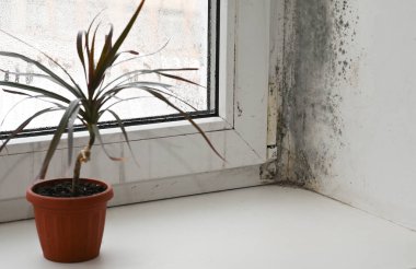 Sis dolu bir camda mantar kalıbı. Pencere pervazında kapalı bitkiler var. Dairedeki pencerede kalıp var.