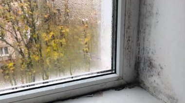 Yüksek nem nedeniyle penceredeki küf. Islak bardaktan bir damla su akıyor. Yetersiz ısıtma, pencere yamaçlarında küf ve küf oluşumuna katkıda bulunur. İstenmeyen mantar büyümesi sürekli rutubeti ortaya çıkarıyor.