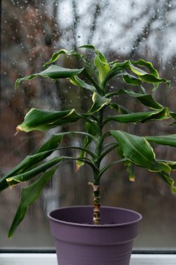 Pencere kenarına yerleştirilmiş, dikey fotoğraf olan Dracaena, odaya zarafet ve taze yeşil ton ekleyerek yumuşak doğal ışıkta gelişir. Dracaena hava temizleyici kapalı alan. kapalı bitkiler konsepti.