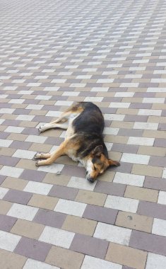 Köpek, güneşli bir günde rahatlamak için fayanslı kaldırımda yan yatar. Köpek rahat bir şekilde yan yatar ve kaldırımda uzanıp uyur. Kürkü hafifçe zemin fayanslarıyla harmanlanır. dikey resim