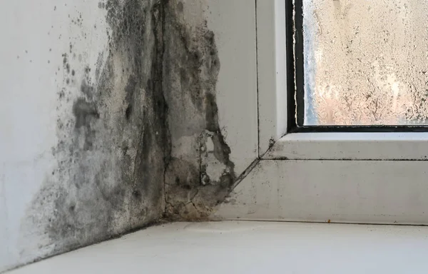 Pencerenin pervazında ve etrafındaki duvarda kalıp var. Yüksek nem seviyelerinden su birikiyor. Pencerede ve bitişik duvarda görünür küf büyümesi var. Cesaret önemli hasara yol açtı.