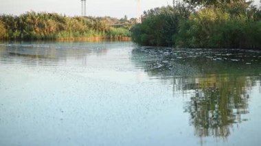 Nehir suyu yoğun yeşil kaplama ve hoş olmayan koku gösteriyor, bu da atık su arıtma arızalarından kaynaklanan ötrofikasyonu ve gübre ve böcek ilacı içeren tarımsal akıntıyı gösteriyor. Kötü ekoloji.