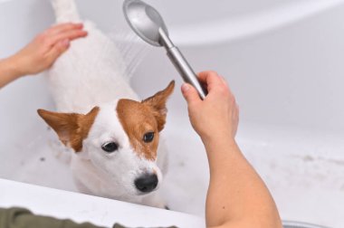 Jack Russell 'ın köpeğini banyoda yıkıyor.