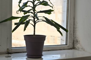 Görünür buğulu ve nemli duvarlı pencere pervazında kötü havalandırmayı gösteren yeşil bir bitki var. Nemli pencerenin yanındaki kapalı ev bitkisi ve aşırı nem kalıbı. Dracaena kapalı alan bitkisi