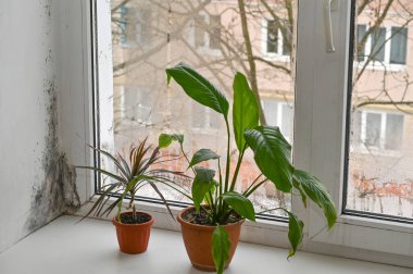 Nem ve rutubetli daire mikro iklimini gösteren küf dolu cam pervazında saksı bitkileri. Yoğunlaşma, yeşil yapraklar, nem ve kapalı havalandırma sorunları. spathiphyllum ve palmiye ağacı. 