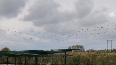 Bulutlu gökyüzü ile sakin nehrin üzerinde uçan kuş sürüsü. Kuşlar açık havada kırsal sularda birlikte hareket ediyorlar. Dinamik açık hava sahnesi birliği ve doğal ritmi simgeliyor. Kuş göçü kavramı.