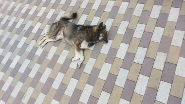 Köpek desenli fayansların üzerine yan yatmış, sakin ve rahat görünüyor. Köpek tüyü nazikçe etrafındaki fayanslara uyuyor. Köpek rahat bir pozisyonda, serin kaldırımda yan yatıyor. Uyuyan it..