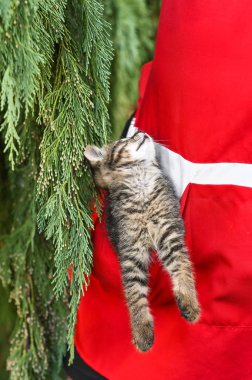 Güzel bir kedi yavrusu elini cebine attı.