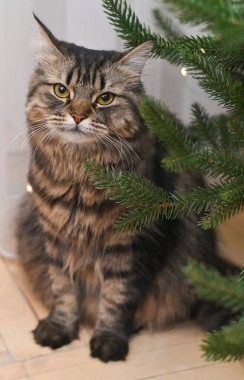 Yumuşak kedi sakince Noel ağacının önünde oturur ve kameraya bakar. Noel ağacının yanında güzel çizgili kedi ve Noel süslemeleri. Kedi ve Noel ağacı şenlikli bir ortam sağlar. dikey