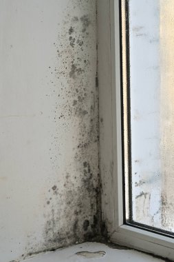 Dairenin penceresinde küf var. Koyu küf parçaları, pencere çerçevesine bitişik nemli duvar boyunca yayılmış. Nem, soğuk camlarda yoğunlaşmanın toplandığı bulanık organik büyüme kalıpları yaratıyor. dikey