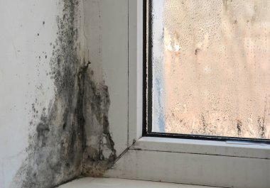 Pencere köşesindeki küf istilası, duvarda ve çerçevede görünür hasar. Siyah lekeler küflenir. Küf, hem pencere hem de duvar köşelerini etkiler, şiddetli nem sorunları gösterir. Rutubet ve küflü yayılma 
